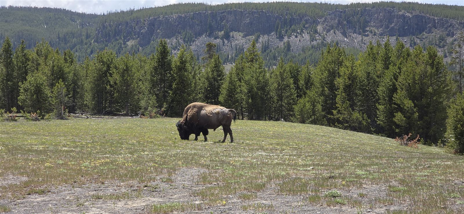 A bison grazing in a meadow before pine forest